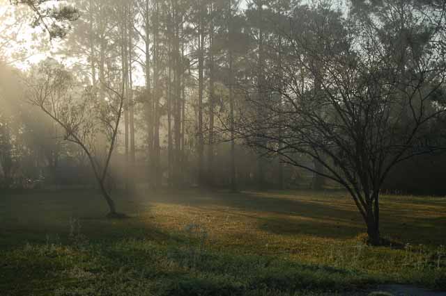 foggy morning in dickinson